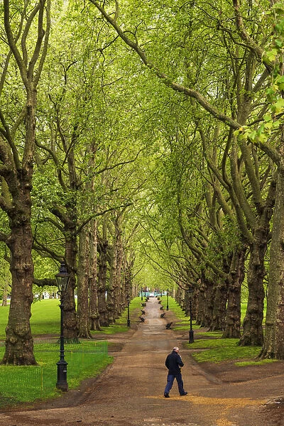 Man walking through Green Park, London, England, UK