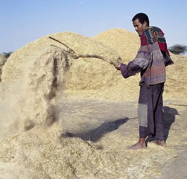 A man winnows Teff, a small-grained cereal, with a wooden hayfork