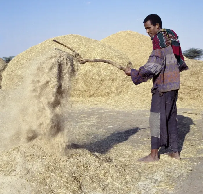 Framed Print : A man winnows Teff, a small-grained cereal, with a wooden hayfork Framed Print : A man winnows Teff, a small-grained cereal, with a wooden hayfork