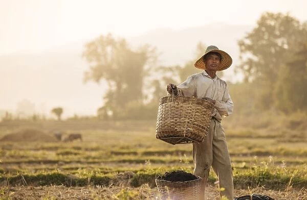 Man working in Paddy fields near Hsipaw, Shan State, Myanmar, Asia