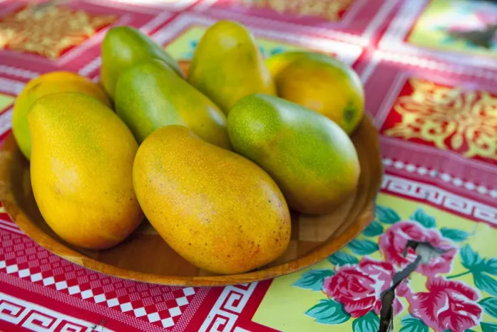 Framed Print : Mangos, Winnifred Beach, Portland Parish, Jamaica, Caribbean Framed Print : Mangos, Winnifred Beach, Portland Parish, Jamaica, Caribbean