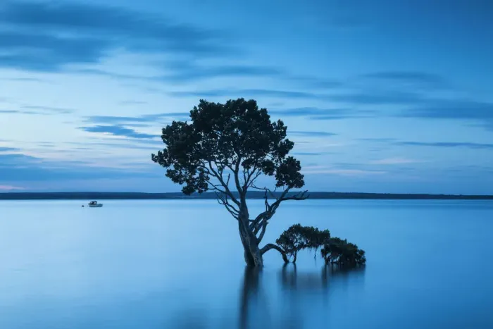 Framed Print : Mangrove Tree, Tenby Point, Victoria, Australia Framed Print : Mangrove Tree, Tenby Point, Victoria, Australia