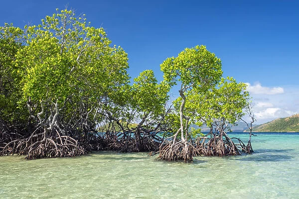 Mangrove trees (Rhizophora mangle) on CYC Island, Coron, Palawan, Philippines