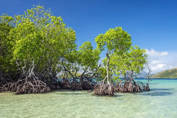 Framed Print : Mangrove trees (Rhizophora mangle) on CYC Island, Coron, Palawan, Philippines Framed Print : Mangrove trees (Rhizophora mangle) on CYC Island, Coron, Palawan, Philippines