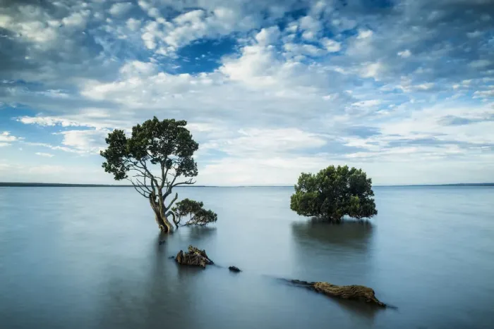 Framed Print : Mangrove Trees, Tenby Point, Victoria, Australia Framed Print : Mangrove Trees, Tenby Point, Victoria, Australia