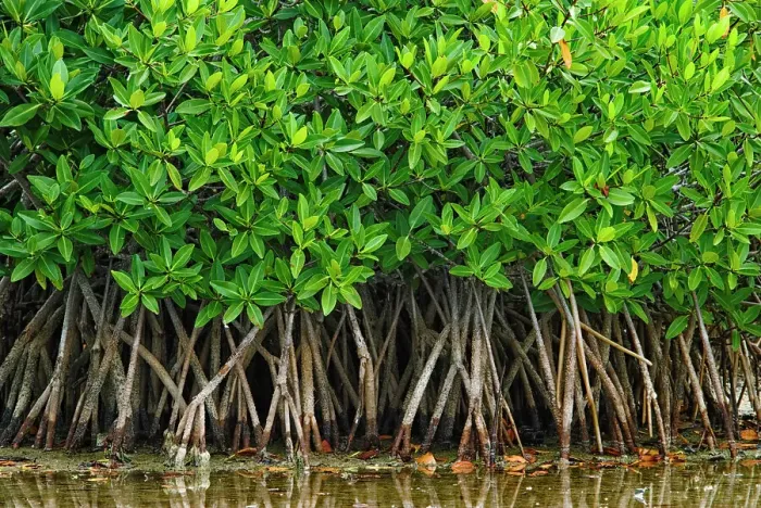 Framed Print : Mangroves in the Jardines del Rey archipelago on Cayo Guillermo near Moron, Ciego de Avila, Cuba Framed Print : Mangroves in the Jardines del Rey archipelago on Cayo Guillermo near Moron, Ciego de Avila, Cuba