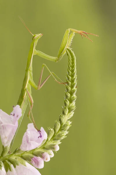 A mantis placed on the stem of a flower. Montevecchia, Lecco, Lombardy, Italy, Europe