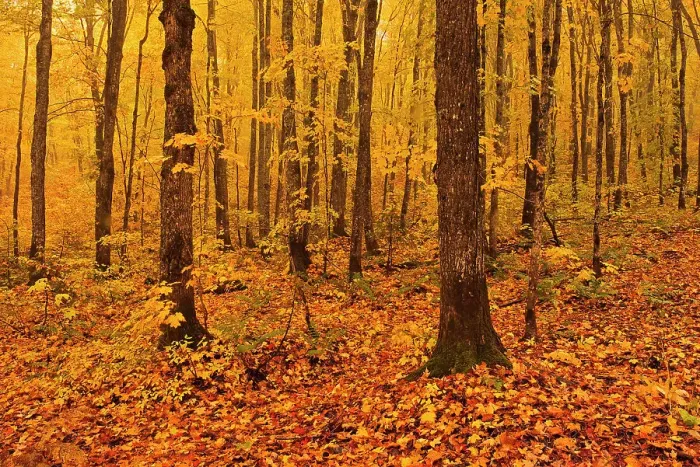 Framed Print : Maple forest in Les Notre-Dame Mountains (Appalachian Mountains). Great Lakes - St. Lawrence Forest Region. Reserve faunique de Rimouski, Quebec, Canada Framed Print : Maple forest in Les Notre-Dame Mountains (Appalachian Mountains). Great Lakes - St. Lawrence Forest Region. Reserve faunique de Rimouski, Quebec, Canada