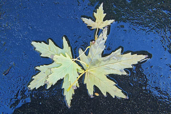 Maple leaves in autumn, Winnipeg, Manitoba, Canada