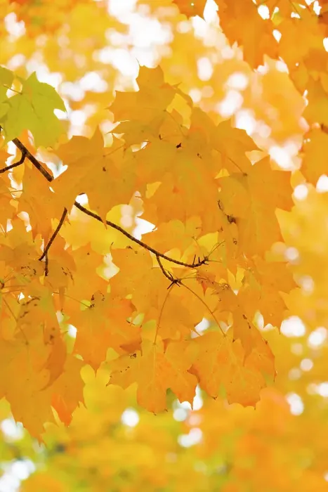 Framed Print : Maple leaves in Fall, Newfane, Vermont, USA Framed Print : Maple leaves in Fall, Newfane, Vermont, USA