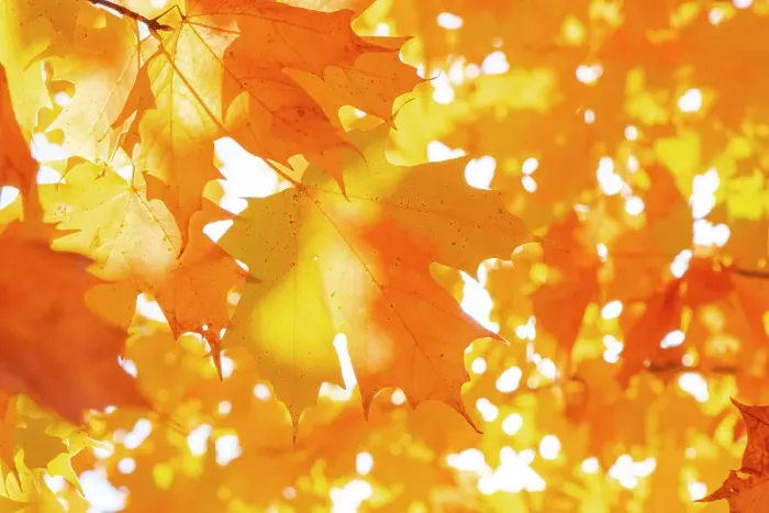 Framed Print : Maple leaves in Fall, Peacham, Vermont, USA Framed Print : Maple leaves in Fall, Peacham, Vermont, USA