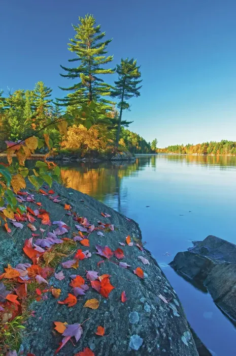 Framed Print : maple leaves on rock and white pines at Tyson Lake Killarney Provincial Park, Ontario, Canada Framed Print : maple leaves on rock and white pines at Tyson Lake Killarney Provincial Park, Ontario, Canada
