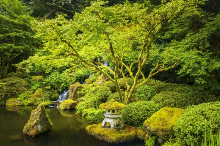 Framed Print : Maple Tree in Japanese Garden, Portland, Oregon, USA Framed Print : Maple Tree in Japanese Garden, Portland, Oregon, USA