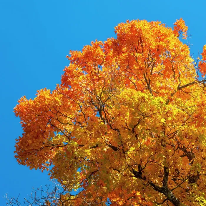 Framed Print : Maple tree, Peacham, Vermont, USA Framed Print : Maple tree, Peacham, Vermont, USA