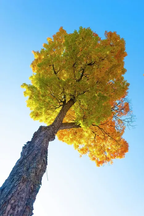 Framed Print : Maple tree, Peacham, Vermont, USA Framed Print : Maple tree, Peacham, Vermont, USA