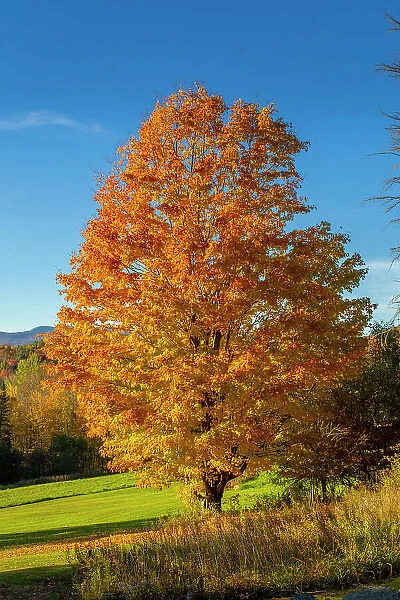 Maple tree, Vermont, USA