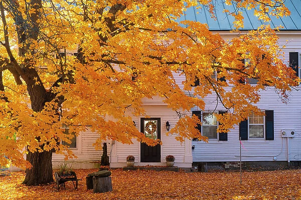 Maple tree and white house, Peacham, Vermont, USA