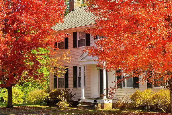 Maple tree and white house, Woodstock, Vermont, USA
