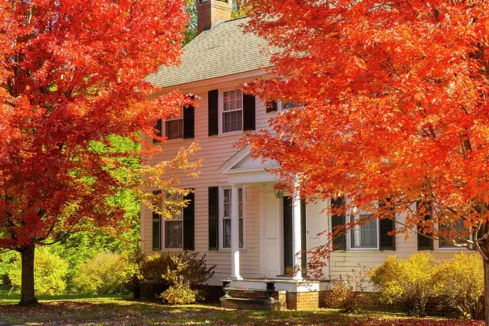 Framed Print : Maple tree and white house, Woodstock, Vermont, USA Framed Print : Maple tree and white house, Woodstock, Vermont, USA