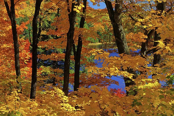 Maple trees in autumn foliage, Quebec, Canada