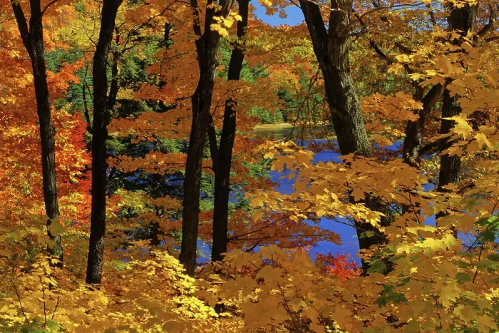 Framed Print : Maple trees in autumn foliage, Quebec, Canada Framed Print : Maple trees in autumn foliage, Quebec, Canada