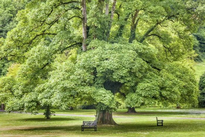 Framed Print : Maple trees in the park at Castle Combe Manor House, Wiltshire, England