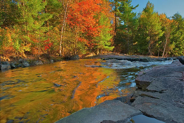 Maple Trees reflected in the Rosseau River at Lower Rosseau Falls in autumn Rosseau, Ontario, Canada