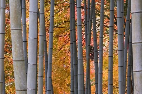 Maples trees & bamboo, Arashiyama, Kyoto, Japan