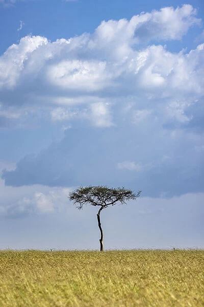 Mara Landscape, Masaai Mara, Kenya