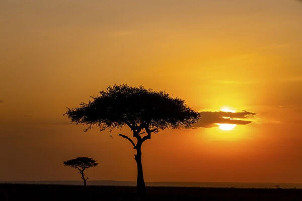 Mara Landscape at sunset, Masaai Mara, Kenya