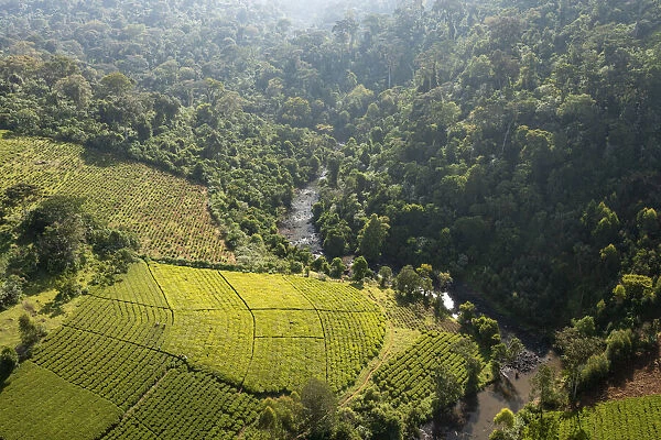 Mara River with tea plantations aerial, Mau Mara Forest, Kenya