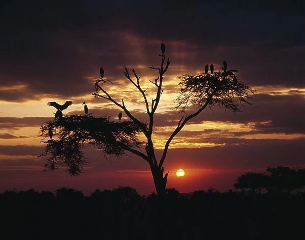 Marabou storks (Leptoptilos crumeniferus) roost in an acacia tree at sunset