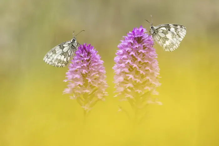 Framed Print : Marbled White (Melanagria galathea) roosting on Pyramidal Orchid (Anacamptis pyramidalis) Framed Print : Marbled White (Melanagria galathea) roosting on Pyramidal Orchid (Anacamptis pyramidalis)