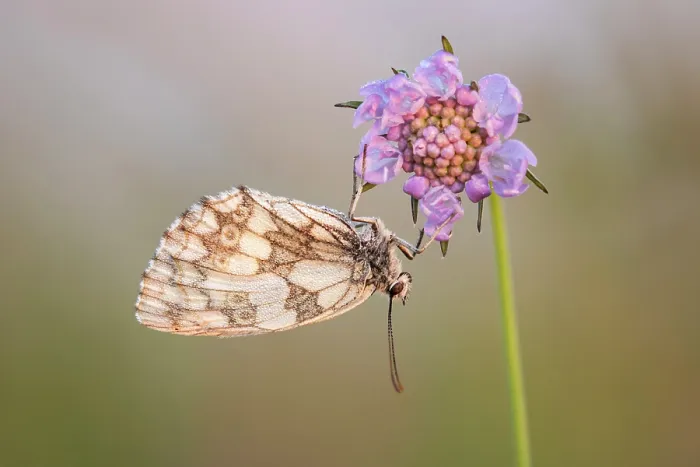 Framed Print : Marbled White (Melanagria galathea) roosting on scabious flower, Dorset, England, UK, July 2021