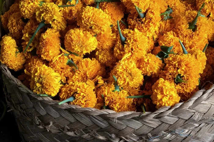 Framed Print : Marigold flowers for temple offerings in a market in East Bali, Bali, Indonesia Framed Print : Marigold flowers for temple offerings in a market in East Bali, Bali, Indonesia