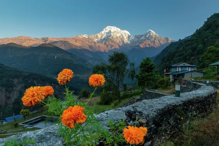 Framed Print : Marigolds with Annapurna South, Mountain Lodge, Landruk, Nepal, Asia Framed Print : Marigolds with Annapurna South, Mountain Lodge, Landruk, Nepal, Asia