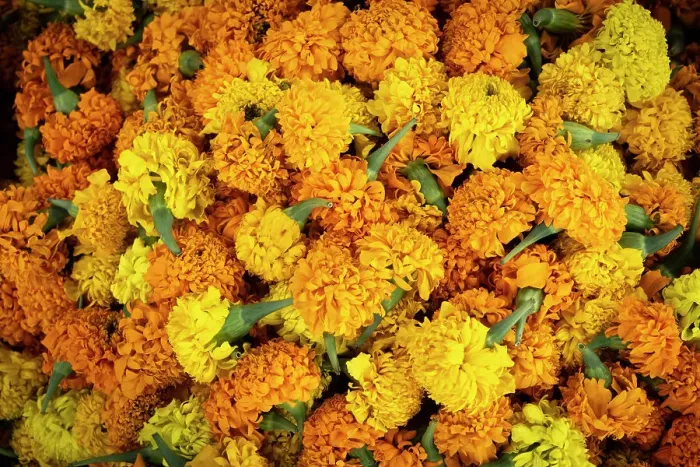 Framed Print : Marigolds, Luang Prabang (ancient capital of Laos on the Mekong river), Laos Framed Print : Marigolds, Luang Prabang (ancient capital of Laos on the Mekong river), Laos