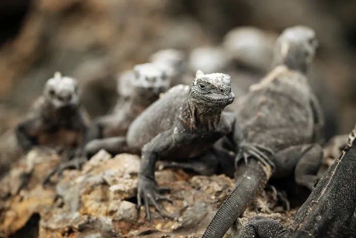 Framed Print : Marine Iguana, Isla Isabela, Galapagos Islands, Ecuador Framed Print : Marine Iguana, Isla Isabela, Galapagos Islands, Ecuador
