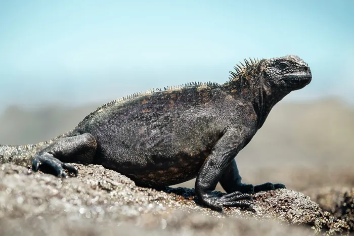 Framed Print : Marine Iguana, Isla Isabela, Galapagos Islands, Ecuador Framed Print : Marine Iguana, Isla Isabela, Galapagos Islands, Ecuador
