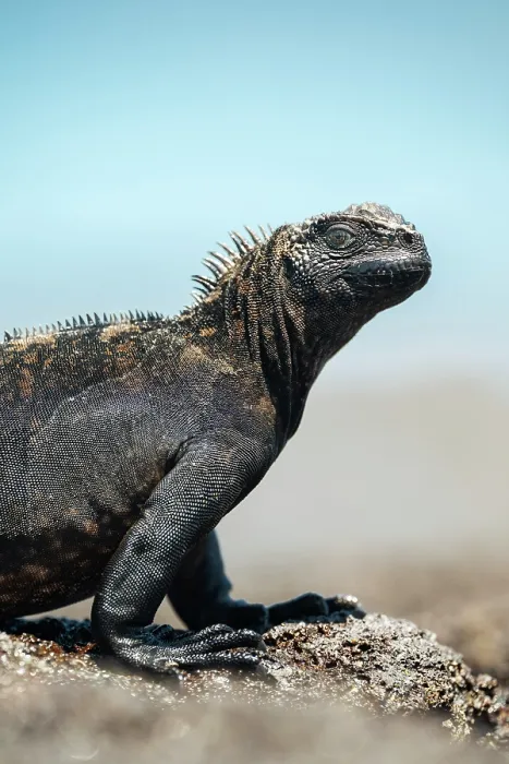 Framed Print : Marine Iguana, Isla Isabela, Galapagos Islands, Ecuador Framed Print : Marine Iguana, Isla Isabela, Galapagos Islands, Ecuador