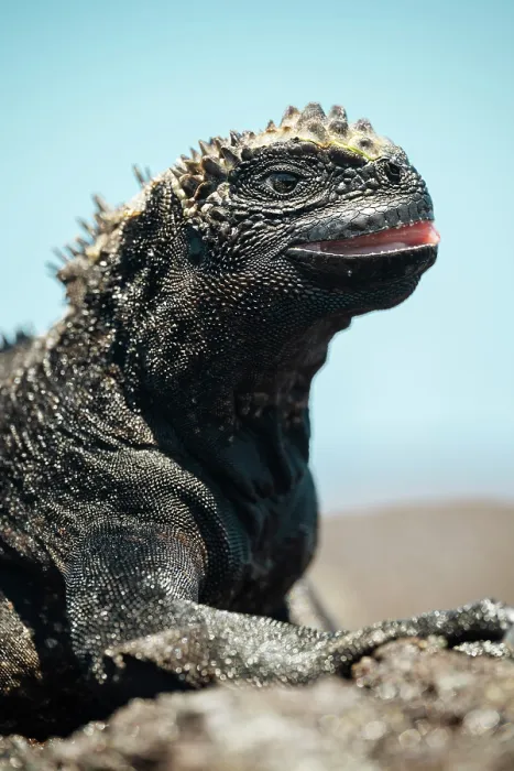 Framed Print : Marine Iguana, Isla Isabela, Galapagos Islands, Ecuador Framed Print : Marine Iguana, Isla Isabela, Galapagos Islands, Ecuador