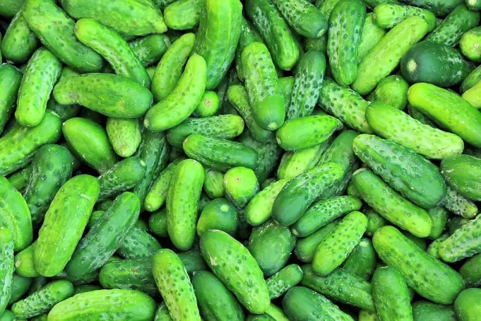 Framed Print : Market garden vegetables - cucumbers Winnipeg, Manitoba, Canada