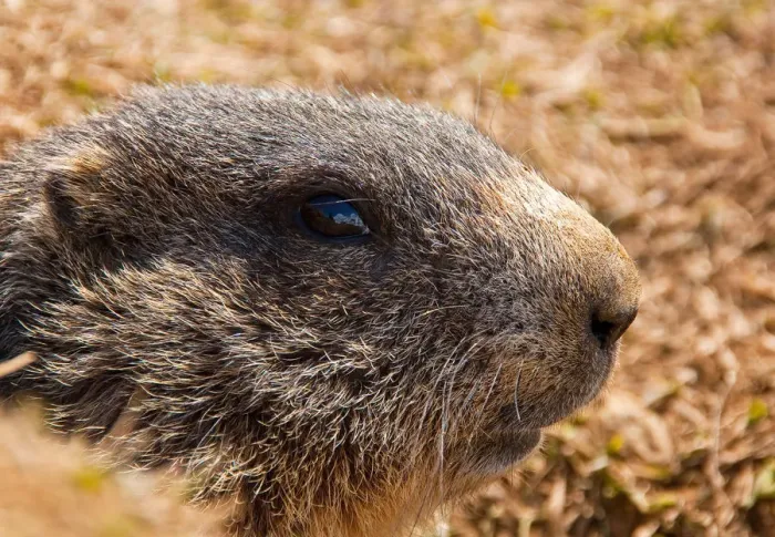 Framed Print : Marmot. Valtellina, Lombardy, Italy