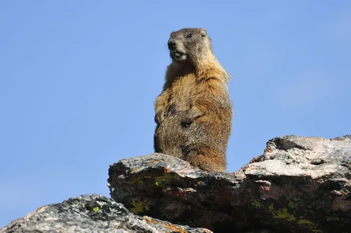 Framed Print : Marmotin the Rocky Mountain National Park, Colorado, USA