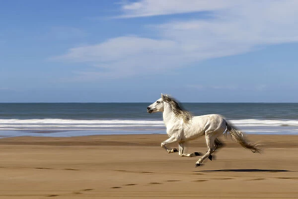 Marrakesh-Safi (Marrakesh-Tensift-El Haouz) region, Essaouira, a white Barb horse runs free on the beach