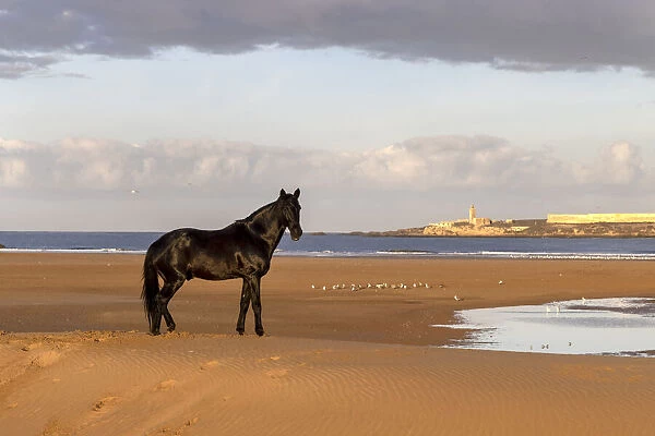 Marrakesh-Safi (Marrakesh-Tensift-El Haouz) region, Essaouira, a black Barb horse stands on the beach near Essaouira
