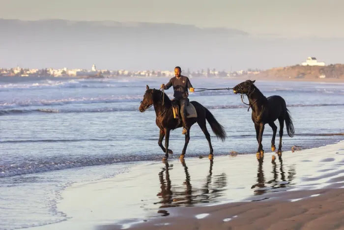 Framed Print : Marrakesh-Safi (Marrakesh-Tensift-El Haouz) region, Essaouira, a berber leads a Barb horse along the beach near Essaouira