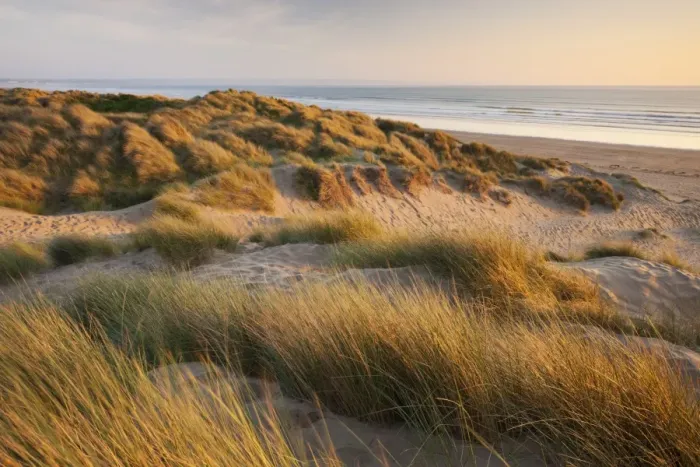 Framed Print : Marram grass on the sand dunes of Braunton Burrows, looking towards Saunton Sands, Devon, England Framed Print : Marram grass on the sand dunes of Braunton Burrows, looking towards Saunton Sands, Devon, England
