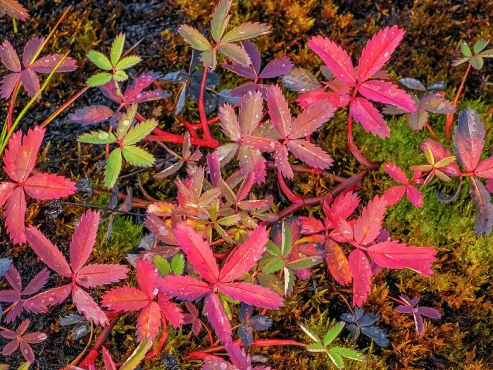 Framed Print : Marsh Cinquefoil (Comarum palustre) in autumn, Nunavik, Quebec, Canada Framed Print : Marsh Cinquefoil (Comarum palustre) in autumn, Nunavik, Quebec, Canada