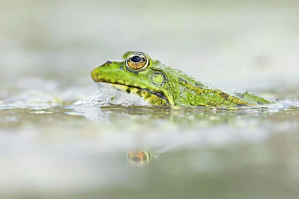 Marsh frog (Pelophylax ridibundus), near Bratsigovo, Bulgaria